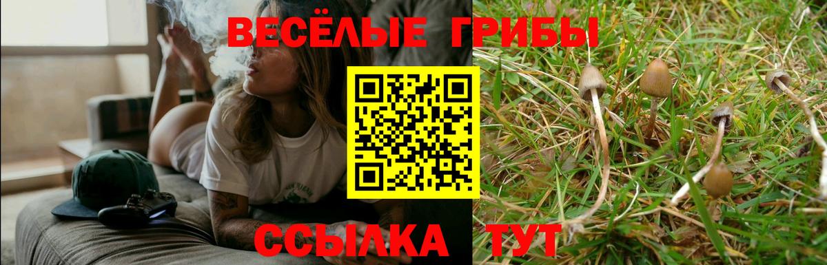 Псилоцибиновые грибы Psilocybine cubensis Кандалакша